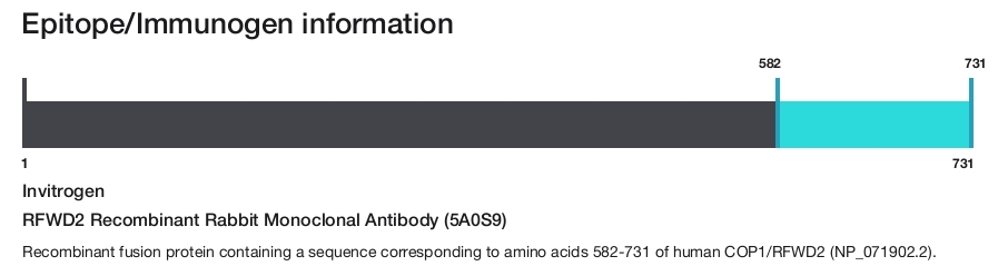 RFWD2 Recombinant Rabbit Monoclonal Antibody (5A0S9)