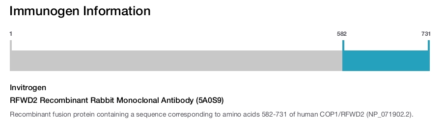 RFWD2 Recombinant Rabbit Monoclonal Antibody (5A0S9)