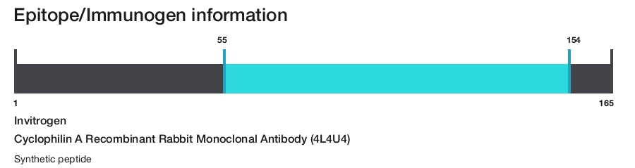 Cyclophilin A Recombinant Rabbit Monoclonal Antibody (4L4U4)