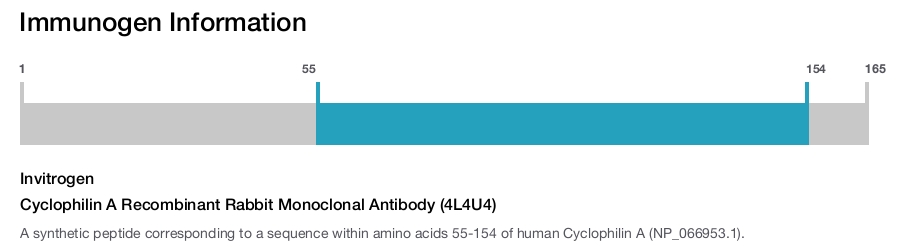 Cyclophilin A Recombinant Rabbit Monoclonal Antibody (4L4U4)