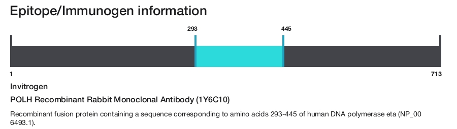 POLH Recombinant Rabbit Monoclonal Antibody (1Y6C10)