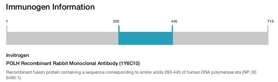 POLH Recombinant Rabbit Monoclonal Antibody (1Y6C10)