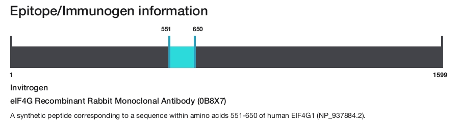 eIF4G Recombinant Rabbit Monoclonal Antibody (0B8X7)