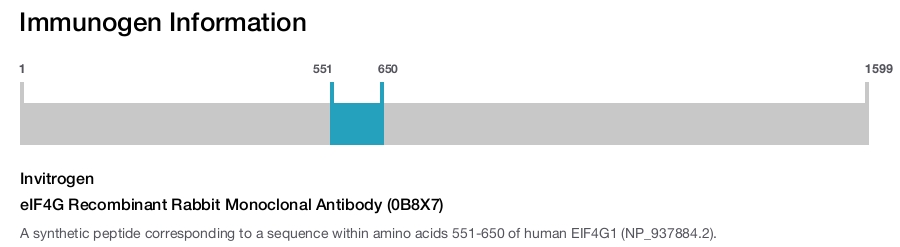 eIF4G Recombinant Rabbit Monoclonal Antibody (0B8X7)