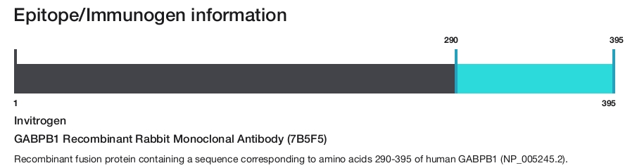 GABPB1 Recombinant Rabbit Monoclonal Antibody (7B5F5)