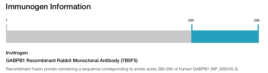 GABPB1 Recombinant Rabbit Monoclonal Antibody (7B5F5)