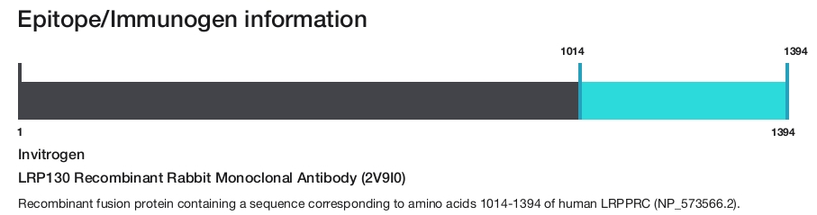 LRP130 Recombinant Rabbit Monoclonal Antibody (2V9I0)