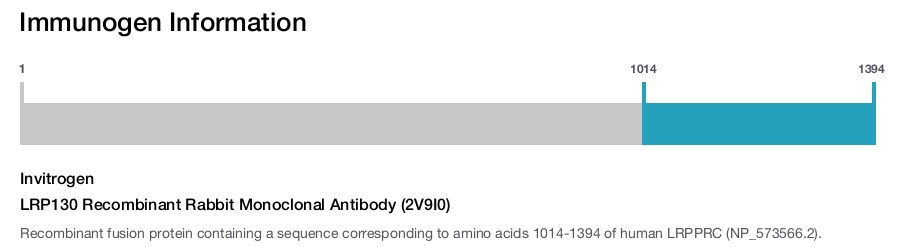 LRP130 Recombinant Rabbit Monoclonal Antibody (2V9I0)