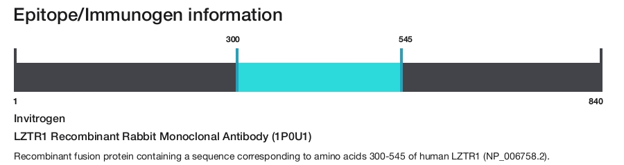 LZTR1 Recombinant Rabbit Monoclonal Antibody (1P0U1)
