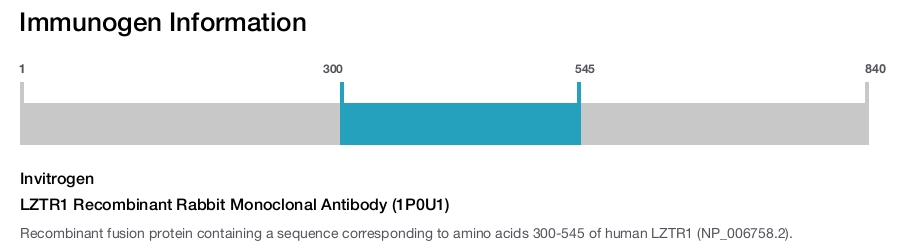 LZTR1 Recombinant Rabbit Monoclonal Antibody (1P0U1)