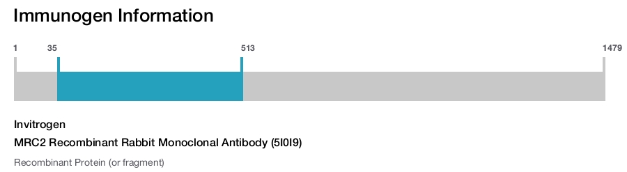 MRC2 Recombinant Rabbit Monoclonal Antibody (5I0I9)