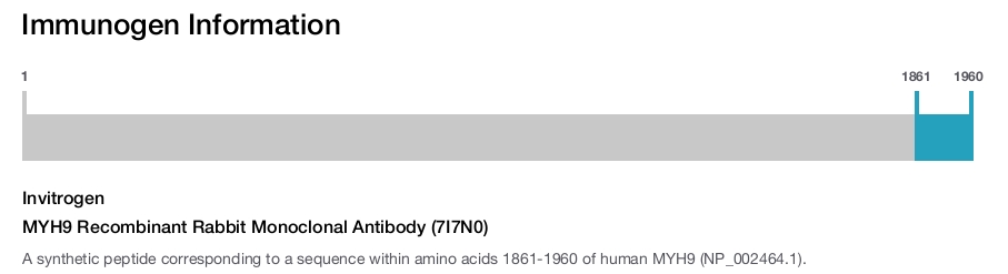 MYH9 Recombinant Rabbit Monoclonal Antibody (7I7N0)