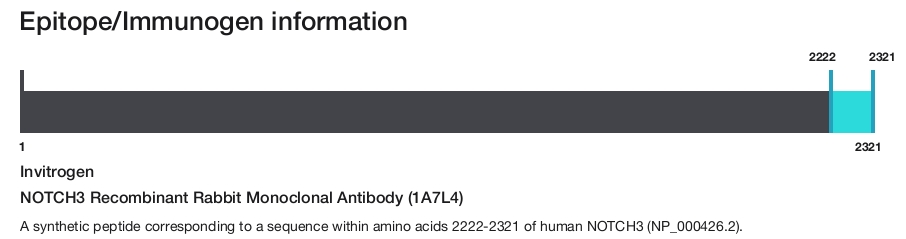 NOTCH3 Recombinant Rabbit Monoclonal Antibody (1A7L4)
