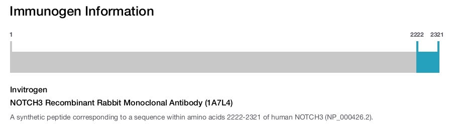 NOTCH3 Recombinant Rabbit Monoclonal Antibody (1A7L4)
