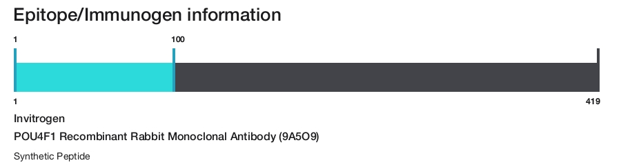 POU4F1 Recombinant Rabbit Monoclonal Antibody (9A5O9)