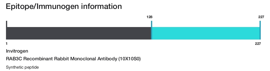 RAB3C Recombinant Rabbit Monoclonal Antibody (10X10S0)