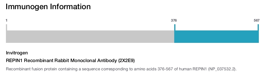 REPIN1 Recombinant Rabbit Monoclonal Antibody (2X2E9)