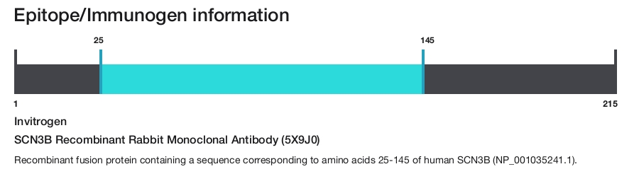 SCN3B Recombinant Rabbit Monoclonal Antibody (5X9J0)