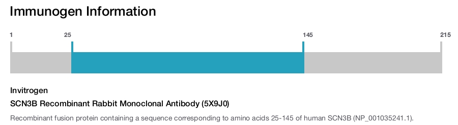 SCN3B Recombinant Rabbit Monoclonal Antibody (5X9J0)