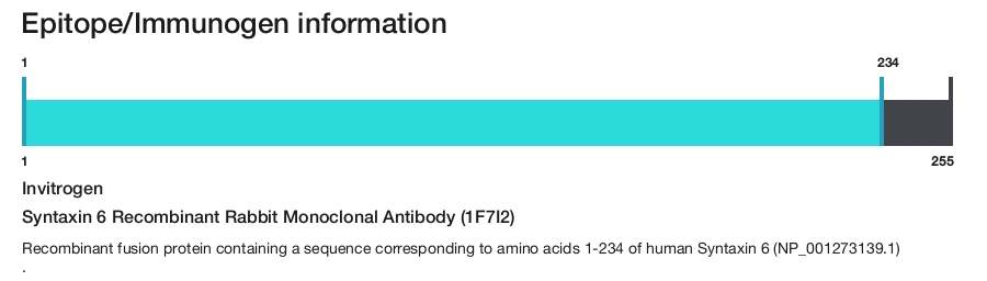 Syntaxin 6 Recombinant Rabbit Monoclonal Antibody (1F7I2)