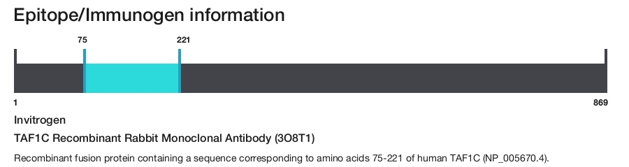 TAF1C Recombinant Rabbit Monoclonal Antibody (3O8T1)