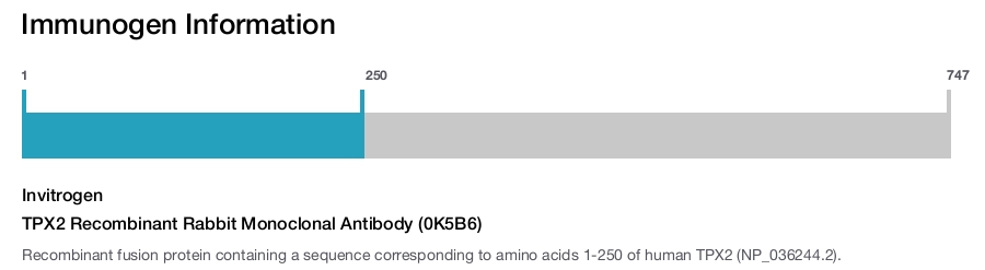 TPX2 Recombinant Rabbit Monoclonal Antibody (0K5B6)
