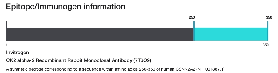 CK2 alpha-2 Recombinant Rabbit Monoclonal Antibody (7T6O9)