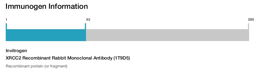 XRCC2 Recombinant Rabbit Monoclonal Antibody (1T9D5)