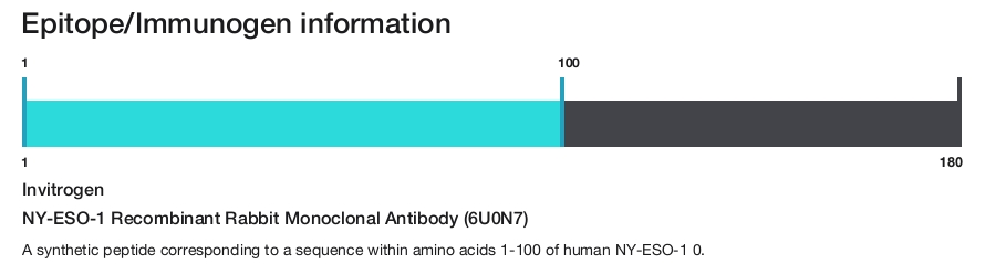 NY-ESO-1 Recombinant Rabbit Monoclonal Antibody (6U0N7)