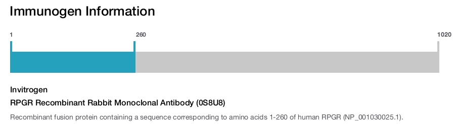 RPGR Recombinant Rabbit Monoclonal Antibody (0S8U8)