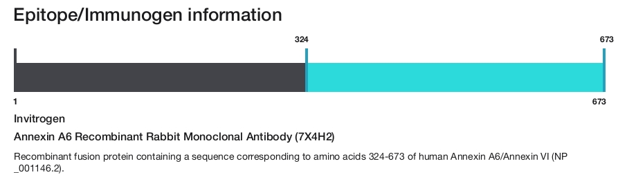 Annexin A6 Recombinant Rabbit Monoclonal Antibody (7X4H2)