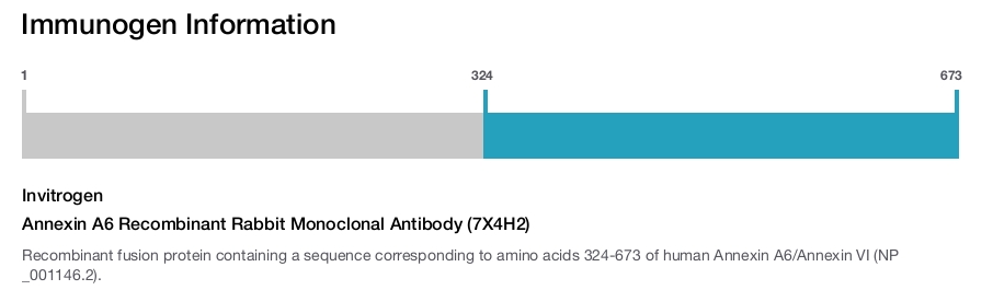 Annexin A6 Recombinant Rabbit Monoclonal Antibody (7X4H2)