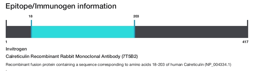 Calreticulin Recombinant Rabbit Monoclonal Antibody (7T5B2)