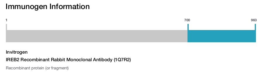 IREB2 Recombinant Rabbit Monoclonal Antibody (1Q7R2)