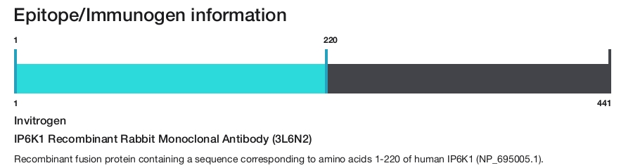 IP6K1 Recombinant Rabbit Monoclonal Antibody (3L6N2)