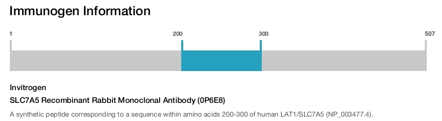 SLC7A5 Recombinant Rabbit Monoclonal Antibody (0P6E8)