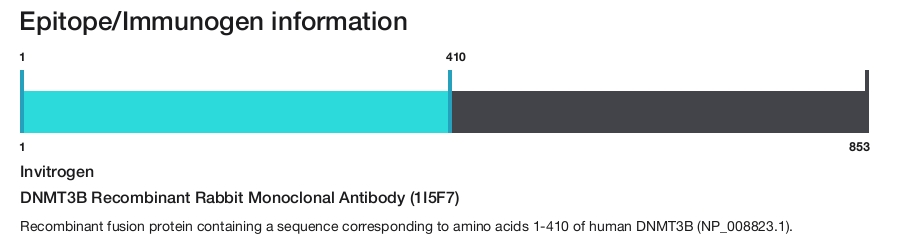 DNMT3B Recombinant Rabbit Monoclonal Antibody (1I5F7)
