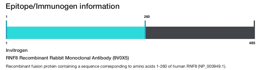 RNF8 Recombinant Rabbit Monoclonal Antibody (9V0X5)