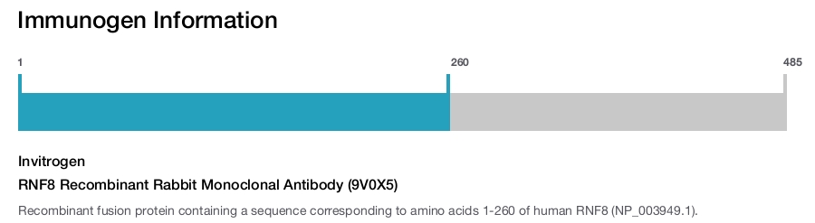 RNF8 Recombinant Rabbit Monoclonal Antibody (9V0X5)
