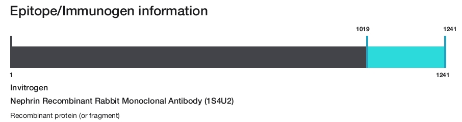 Nephrin Recombinant Rabbit Monoclonal Antibody (1S4U2)