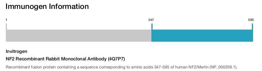 NF2 Recombinant Rabbit Monoclonal Antibody (4Q7P7)