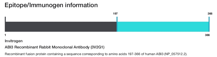 ABI3 Recombinant Rabbit Monoclonal Antibody (3V2G1)