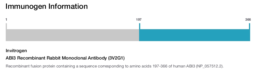 ABI3 Recombinant Rabbit Monoclonal Antibody (3V2G1)