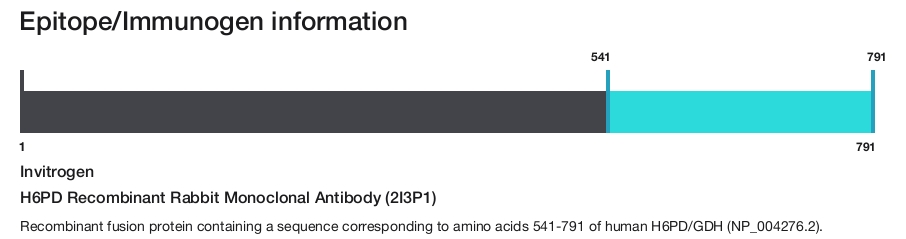 H6PD Recombinant Rabbit Monoclonal Antibody (2I3P1)