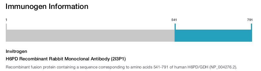 H6PD Recombinant Rabbit Monoclonal Antibody (2I3P1)