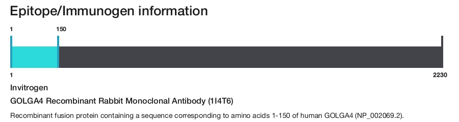 GOLGA4 Recombinant Rabbit Monoclonal Antibody (1I4T6)