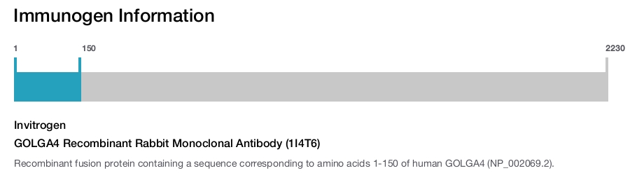GOLGA4 Recombinant Rabbit Monoclonal Antibody (1I4T6)