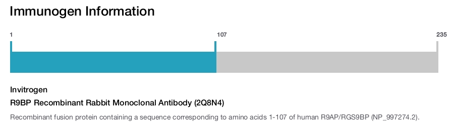 R9BP Recombinant Rabbit Monoclonal Antibody (2Q8N4)