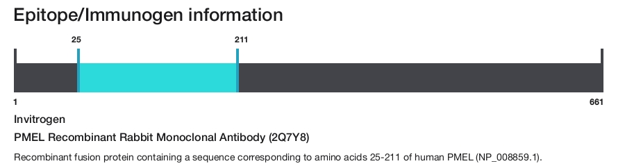 PMEL Recombinant Rabbit Monoclonal Antibody (2Q7Y8)