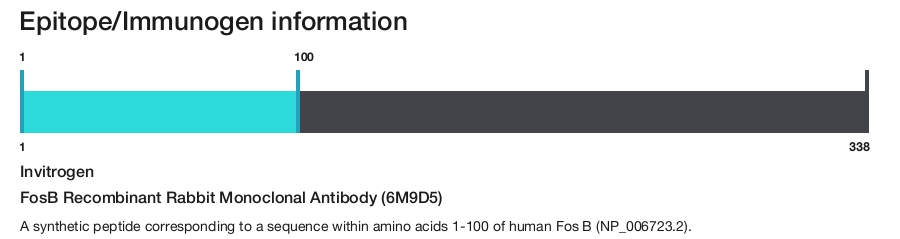 FosB Recombinant Rabbit Monoclonal Antibody (6M9D5)